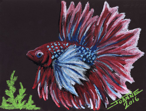 Betta copyright Joanne Howard 2016