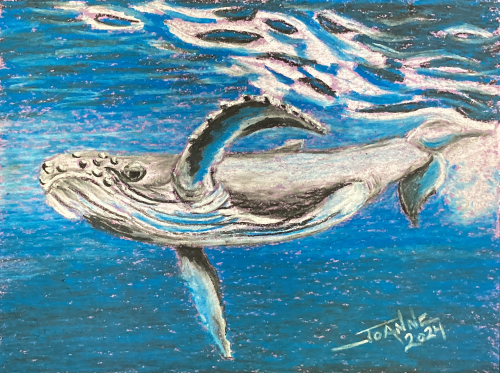 Humpback Whale copyright Joanne Howard 2024