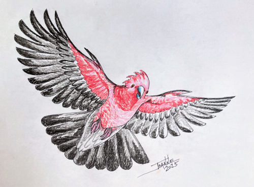 Galah Cockatoo copyright Joanne Howard 2025