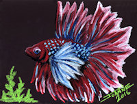 Betta copyright Joanne Howard 2015