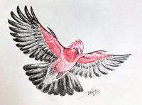 Galah copyright Joanne Howard 2025