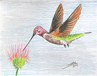 Hummingbird copyright Joanne Howard 2024